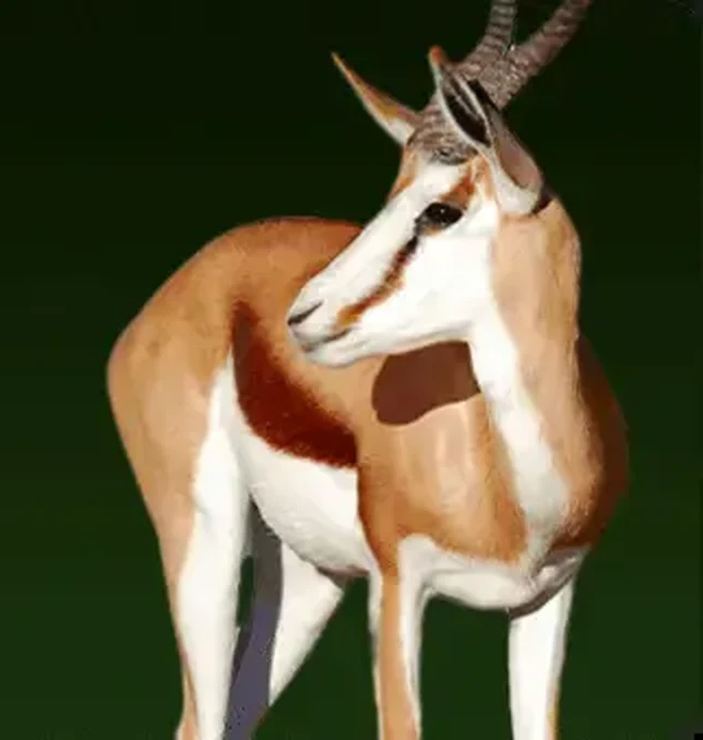 Springbok — antylopa, od której kasyno wzięło nazwę